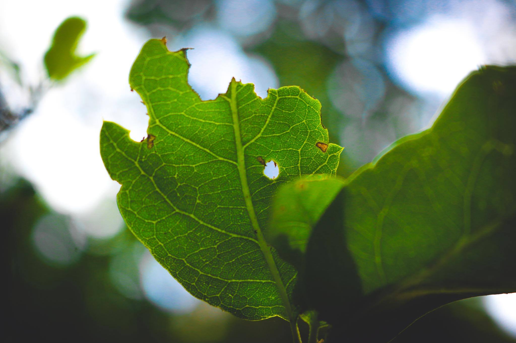 Leaf Close Up